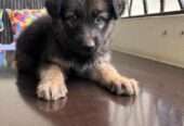 German Shepard puppy (9weeks)