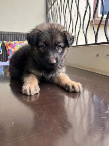 German Shepard puppy (9weeks)