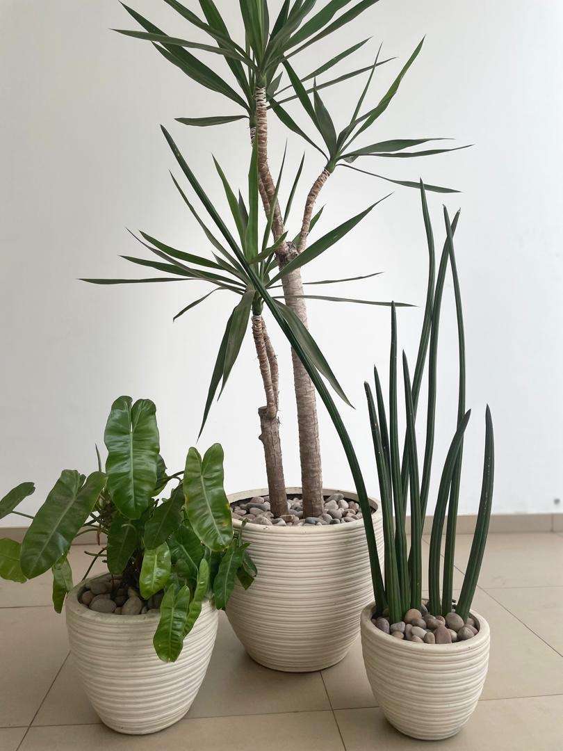 PLANTS FOR SALE