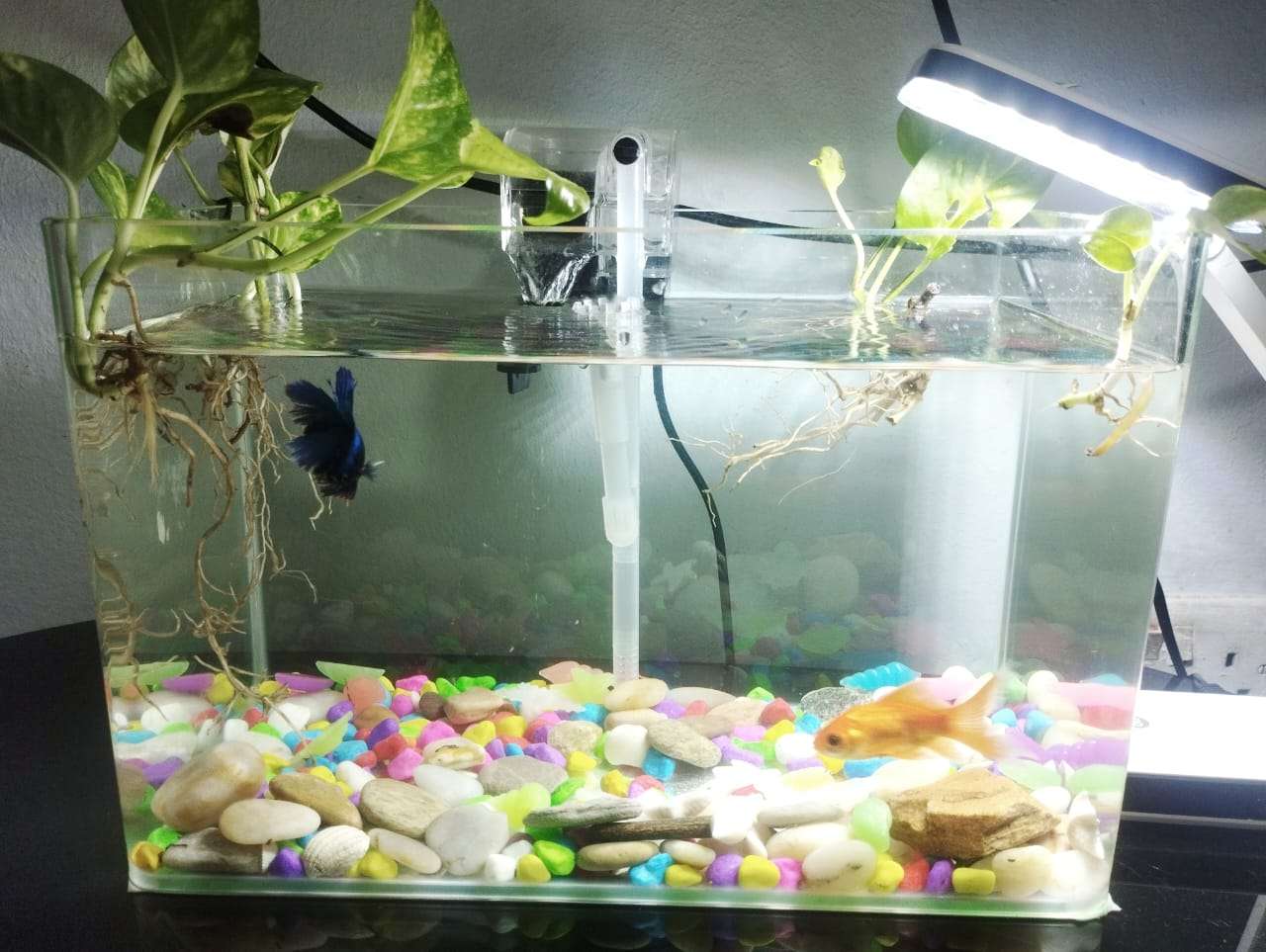 Aquatech – Expert Aquarium Services for Homes & Businesses