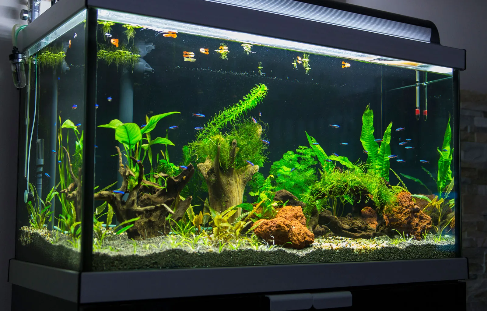 Aquatech – Expert Aquarium Services for Homes & Businesses