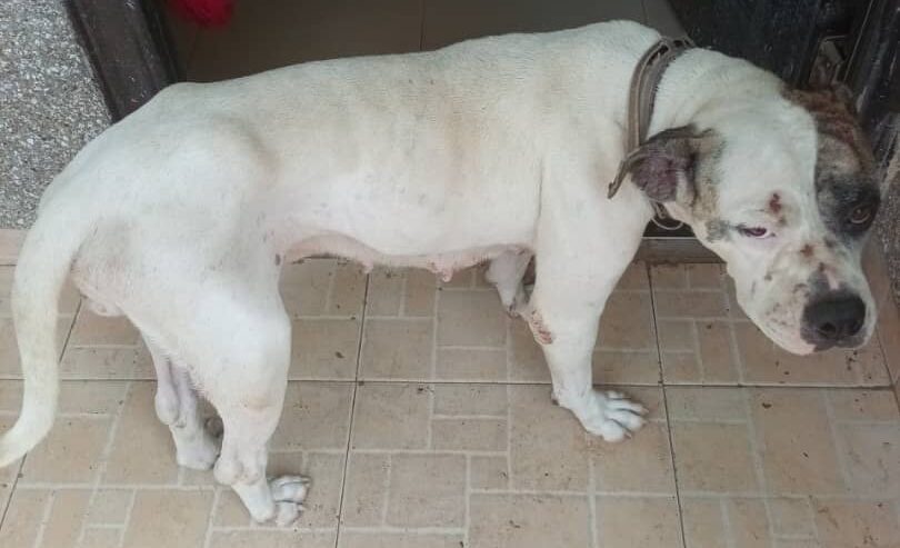 1+ year old female Pitbull for sale