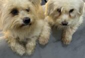 Maltese Poodle