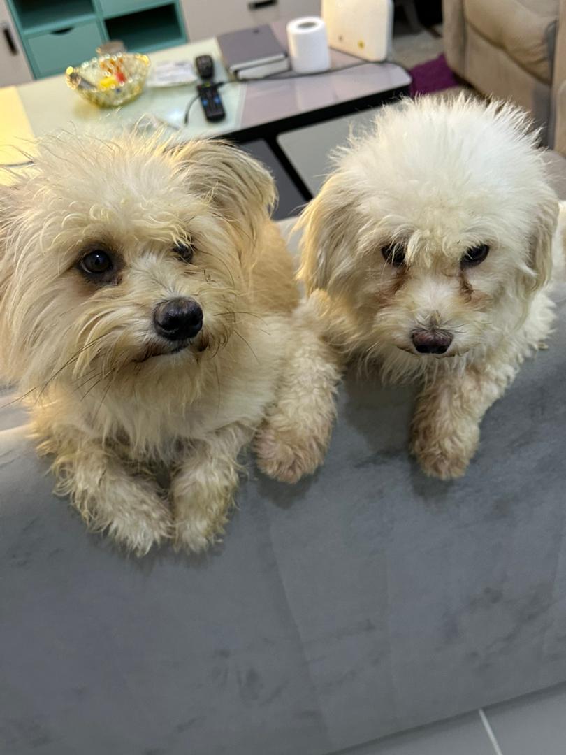 Maltese Poodle