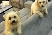 Maltese Poodle