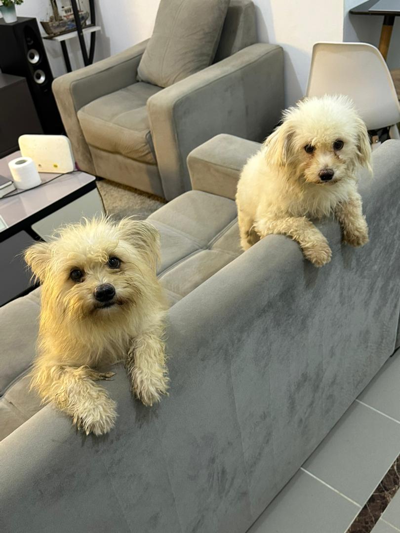 Maltese Poodle