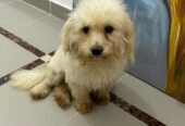 Maltese Poodle