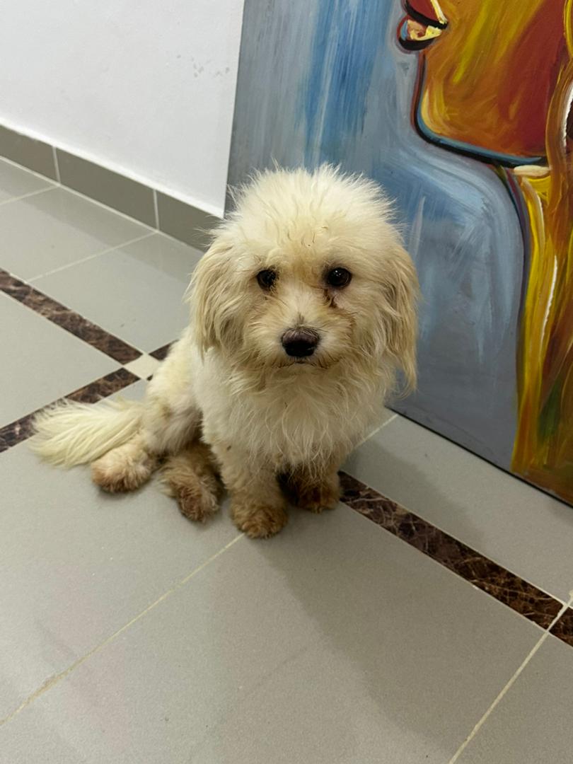 Maltese Poodle