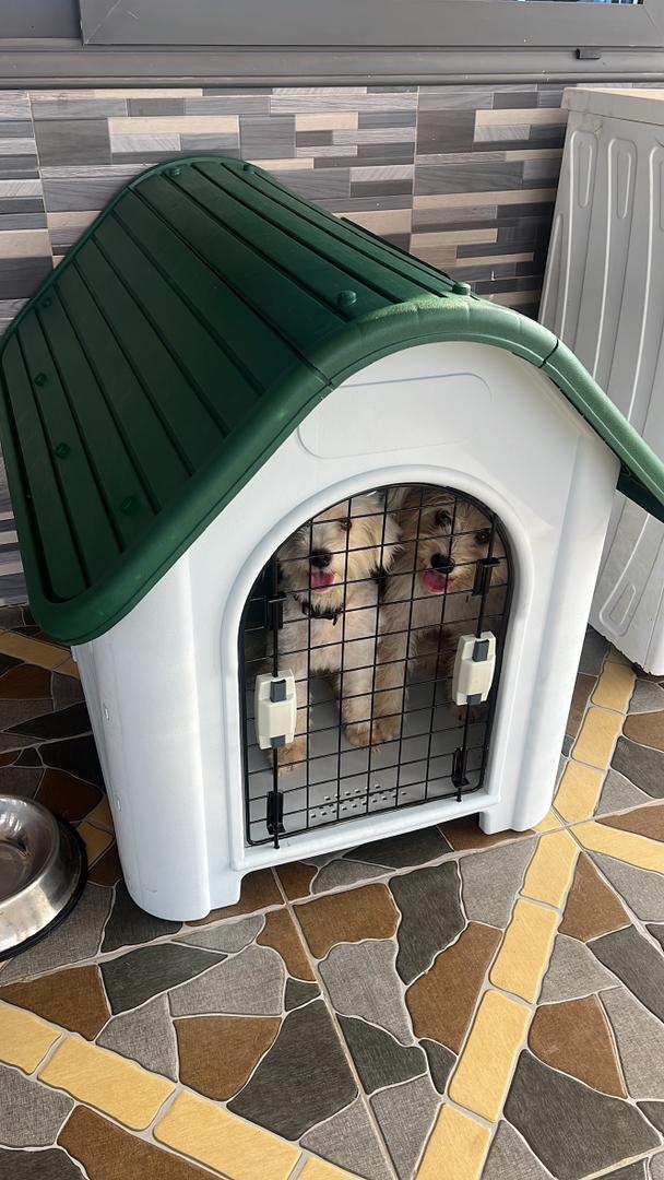 Maltese Poodle